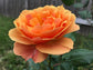 About Face Rose Bush - Live Starter Plants in 4 Inch Pots - Beautifully Fragrant Heirloom Rose from Florida - A Versatile Beauty with a Rich Fragrance