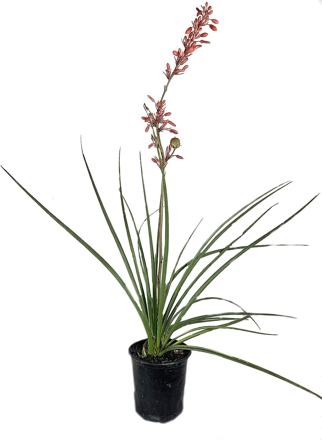 can i grow red yucca in a pot Red Yucca - Live Plants in 6 Inch Pots - Hesperaloe Parviflora