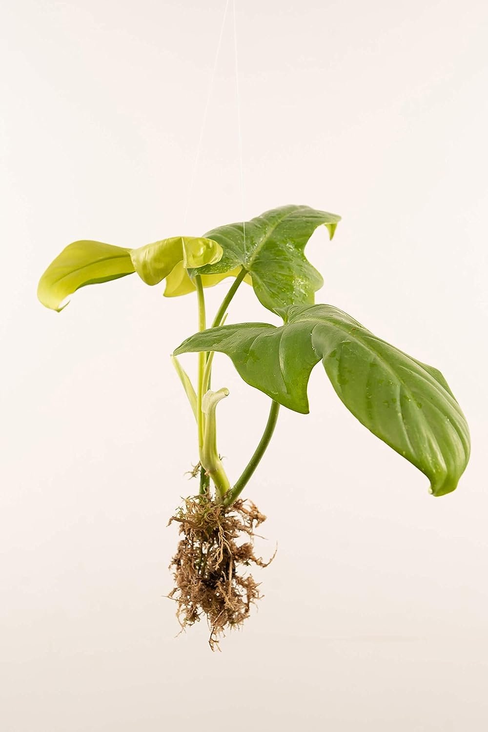 live philodendron Philodendron - Live Starter Plant