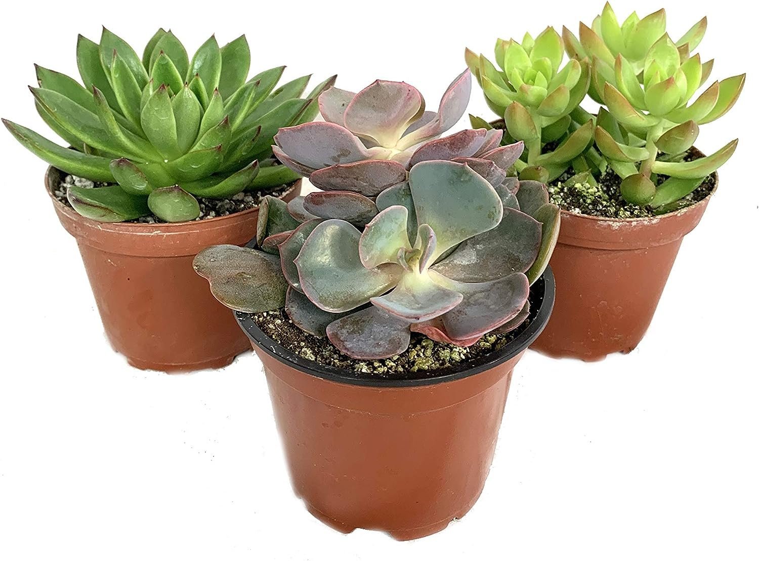 best place to buy live succulents Artisan Grown Succulent Collection – 3 Live Succulent Plants in 4 Inch – Wekiva Foliage