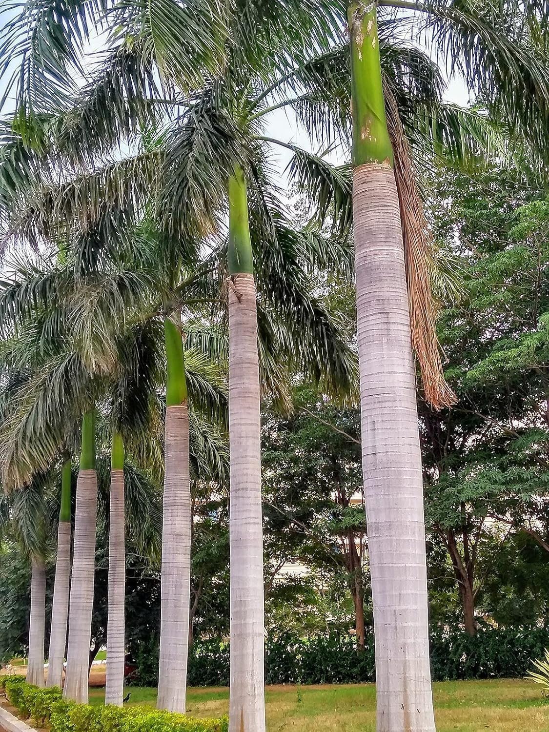 royal palm live plant in a 3 gallon growers pot Royal Palm - Live Starter Plants in 2 Inch Pots - Roystonea Regia