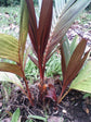 Maroon Crownshaft Palm Tree - Live Plants in 4 Inch or 1 Gallon Pots - Areca Vestiaria - Extremely Rare Ornamental Palms from Florida