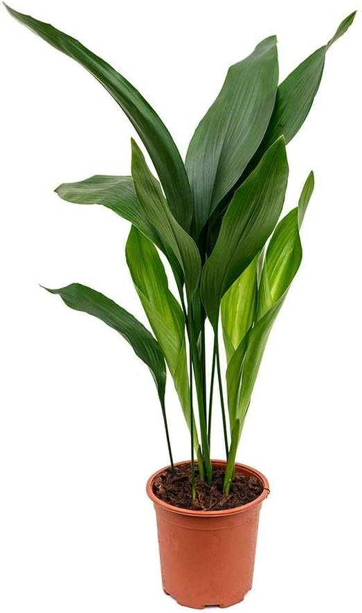 cast iron plant in pot Cast Iron Plant - Live Plant in a 6 Inch Pot - Aspidistra Elatior
