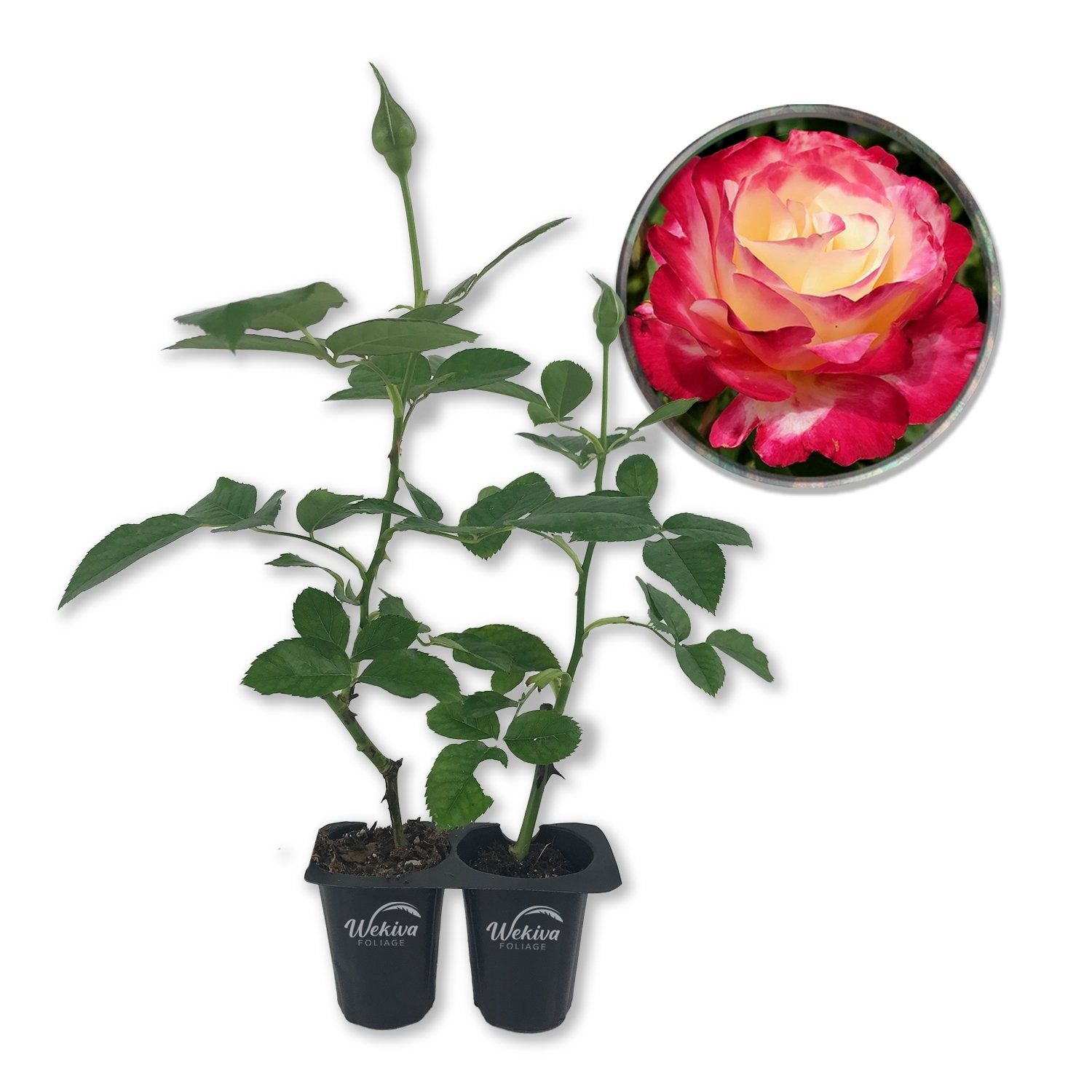 can i plant 2 roses together in a pot Double Delight Rose Bush - Live Starter Plants in 2 Inch Pots