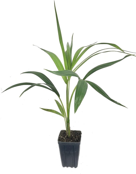 Kentia Palm - Live Plants in 4 Inch Growers Pots - Howea Forsteriana - Beautiful Clean Air Indoor Outdoor Houseplant