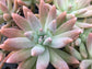California Sunset Succulent - Live Starter Plants in 2 Inch Pots - Graptosedum Purple - Beautiful Indoor Outdoor Succulent Houseplant (3 Plants)