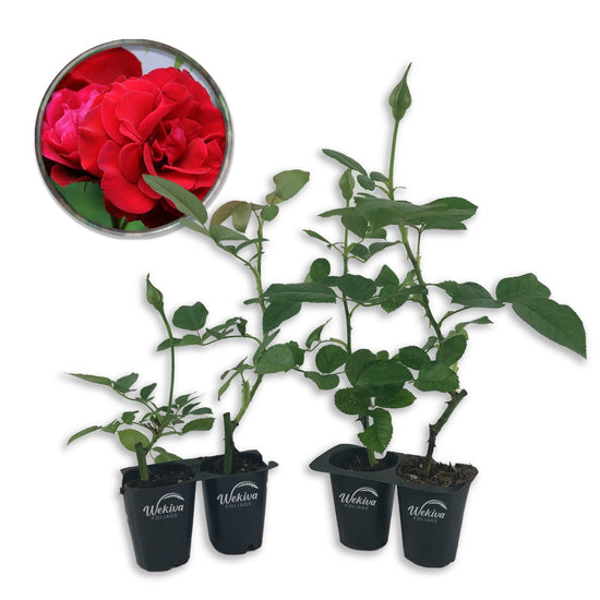 Don Juan Rose Bush - Live Starter Plants in 2 Inch Pots - Beautifully Fragrant Heirloom Rose from Florida - A Versatile Beauty with a Rich Fragrance