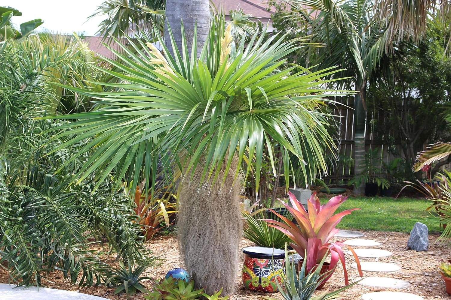 palm plants in pots Old Man Palm - Live Plants in 4 Inch Pots - Coccothrinax Crinita