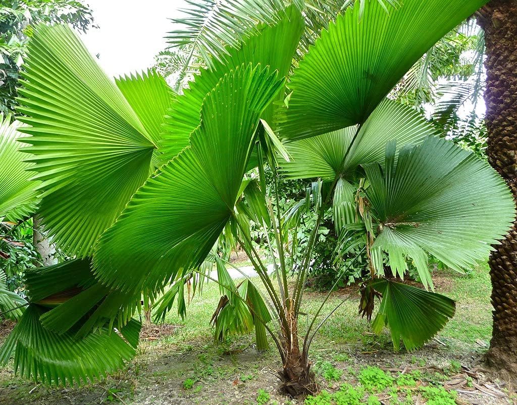 palm foliage plant Licuala Peltata Fan Palm - Live Plant in a 3 Gallon Growers Pot - Licuala Peltata