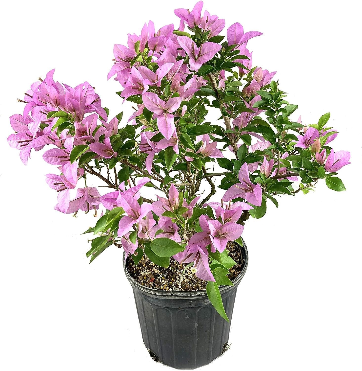 3 gallon lavender plant Lavender Bougainvillea - Live Plant in a 3 Gallon Pot