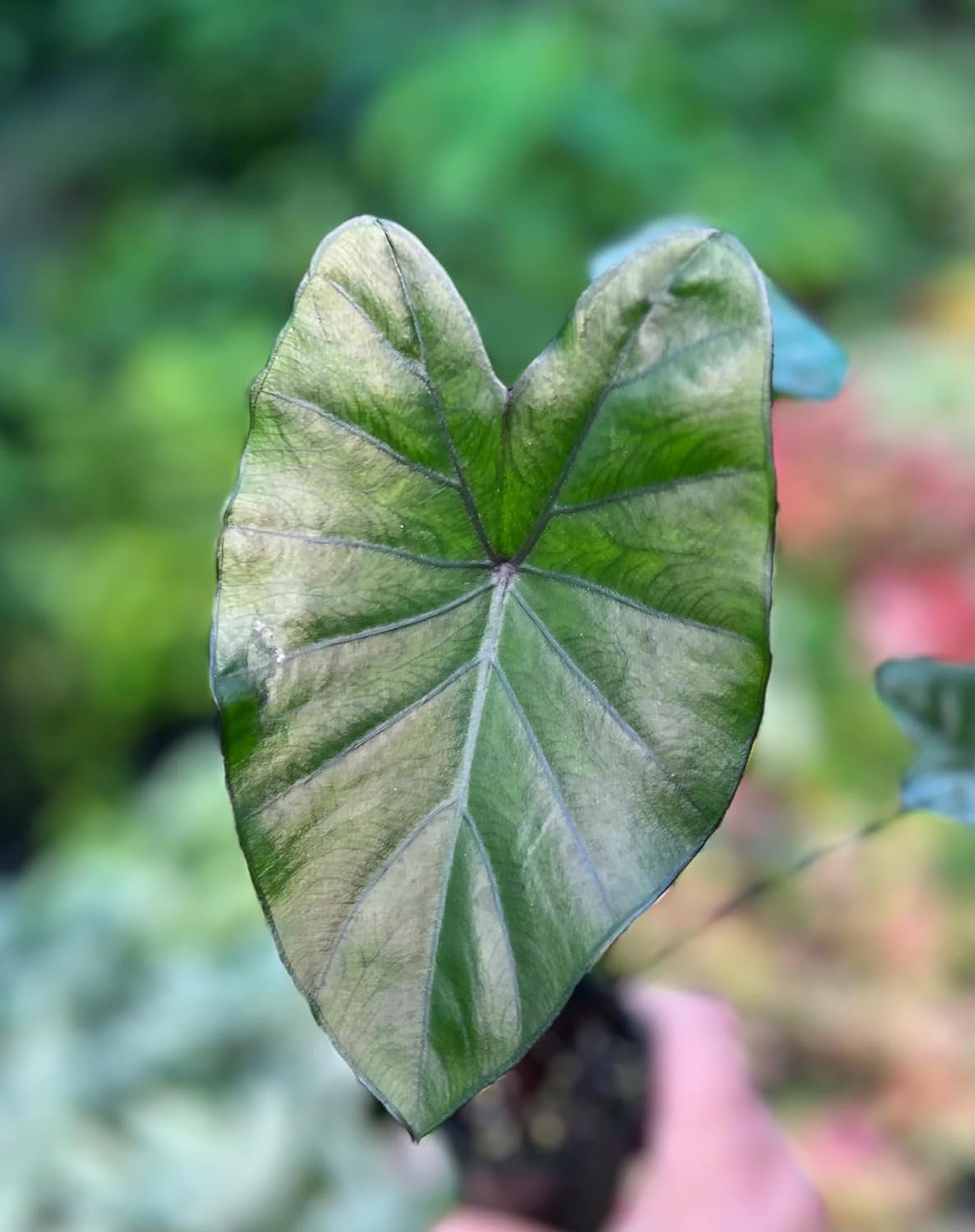 elephant ear live starter plant Colocasia Elephant Ear Plant - 4 Live Starter Plants