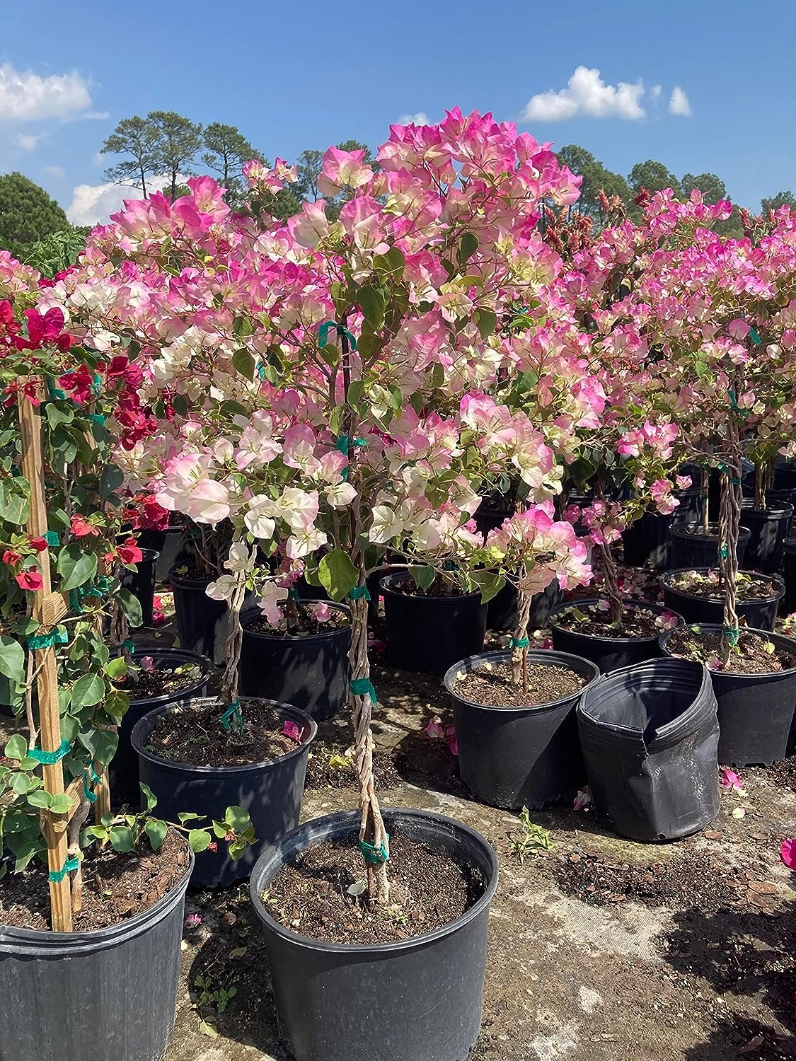 bougainvillea potted plant Imperial Thai Delight Bougainvillea Tree - Live Plant in a 10 Inch Grower's Pot
