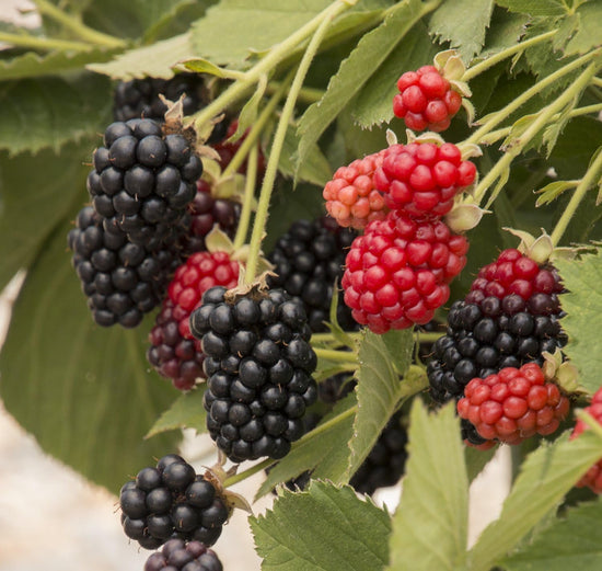 Blackberry Plant - Live Plants in 2 Inch Pots - Rubus - Fruit Trees for The Patio and Garden