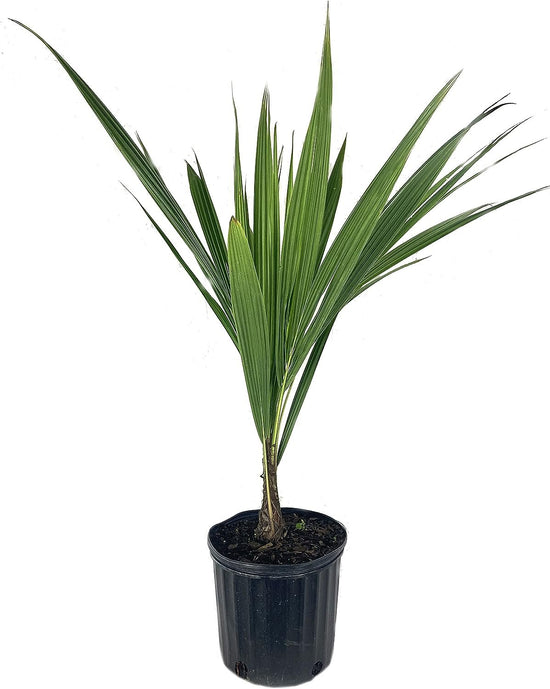 High Plateau Coconut Palm - Live Plant in a 3 Gallon Pot - Beccariophoenix Alfredii - Extremely Rare Ornamental Cold Hardy Coconut Palm