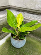 Philodendron - Live Plants in 6 Inch Pots - Rare and Elegant Indoor Houseplant