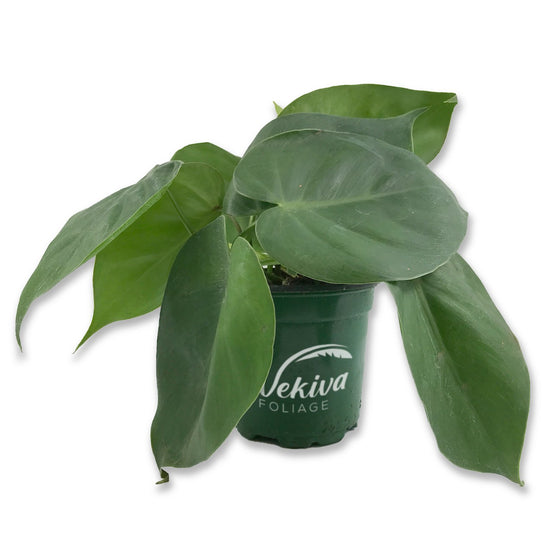 Philodendron - Live Plants in 4 Inch Pots - Extremely Rare and Beautiful Indoor Houseplant - A Rare Tropical Masterpiece