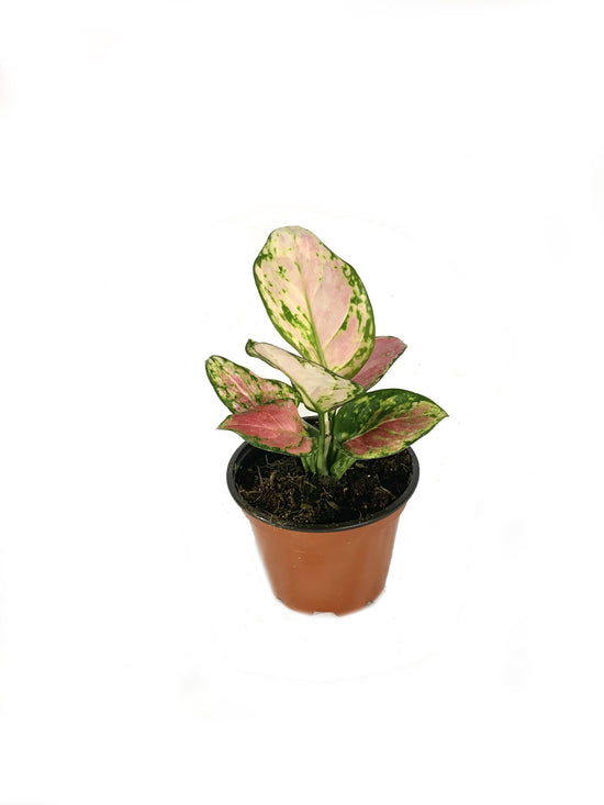 Aglaonema Cherry Pink - Live Plant in a 4 inch Pot - Beautiful Easy to Grow Air Purifying Indoor Plant