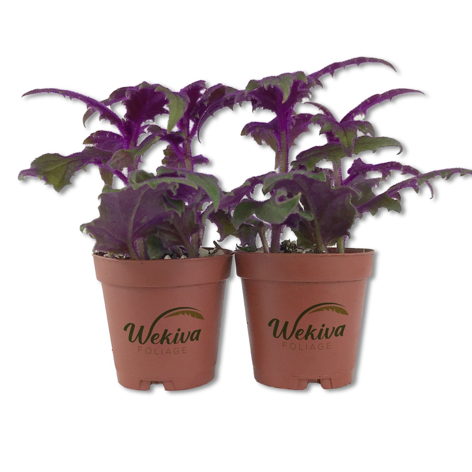purple ivy plant indoor Purple Passion Plant - Royal Velvet Plant - Live Starter Plants in 2 Inch Pots - Gynura Aurantica