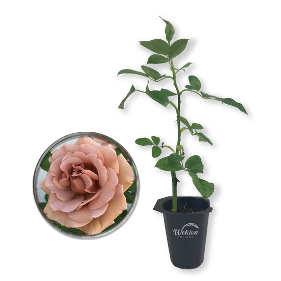 Koko Loko Rose Bush - Live Starter Plants in 2 Inch Pots - Beautiful Roses from Florida - A Stunningly Beautiful Ornamental Rose