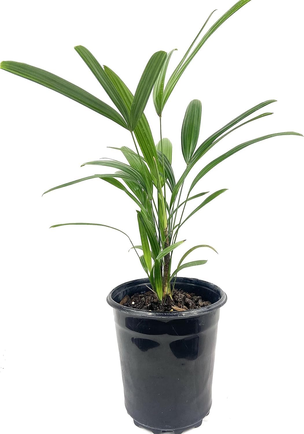 small palm indoor plants Lady Palm - Live Starter Plants in 2 Inch Pots - Rhapis Excelsa