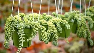 hanging live plants Burro's Tail Hanging Basket - Live Plant in a 4 Inch Hanging Basket - Sedum Morganianum