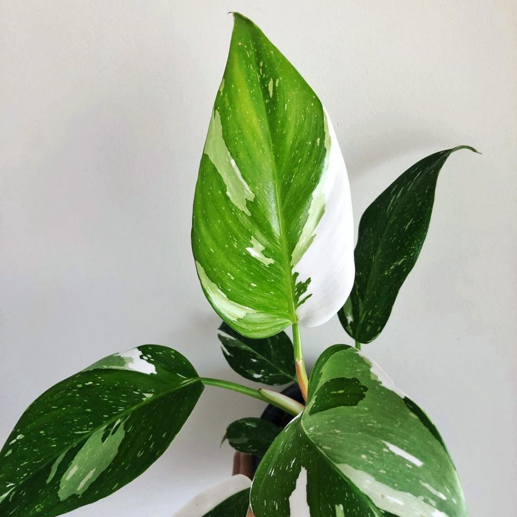 philodendron princess white Wekiva Foliage Enchanting White Princess Philodendron-Live Starter Plant in a 4 in. Pot-Philodendron Erubescens White Princess