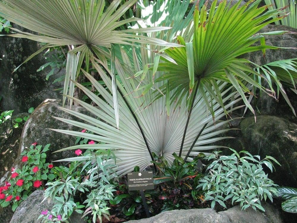 white palm tree plant White Elephant Palm - Live Plant in a 3 Gallon Growers Pot - Kerriodoxa Elegans