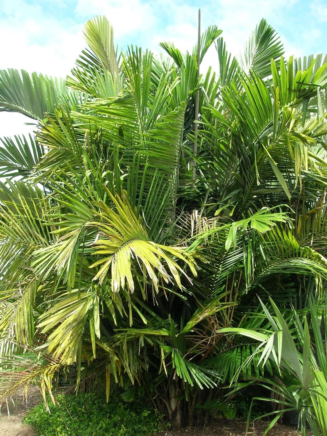 3 gallon areca palm Wekiva Foliage Dwarf Sugar Palm Tree-Formosa Palm-Live Plant in a 3 Gallon Grower's Pot-Arenga Englerii-Ornamental Palms