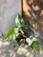 Enchanting White Princess Philodendron - Live Starter Plant in a 2 Inch Pot - Philodendron Erubescens White Princess - Extremely Rare and Beautiful Indoor Houseplant