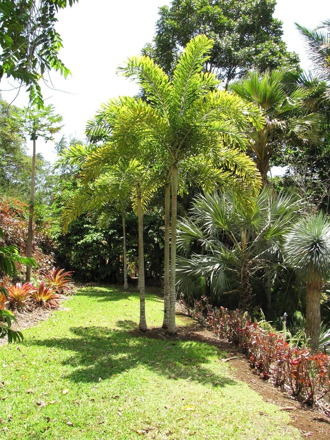 foxtail palm plant Foxtail Palm - Live Plant in a 3 Gallon Pot - Wodyetia Bifurcata