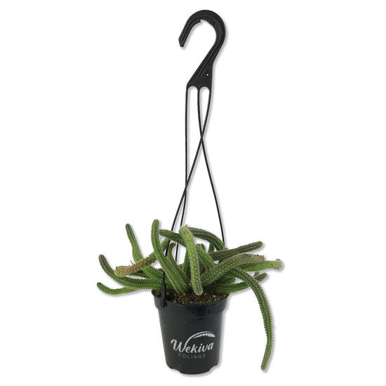 Peanut Cactus Hanging Basket - Live Plant in a 4 Inch Hanging Basket - Echinopsis Chamaecereus - Drought Tolerant Indoor Outdoor Easy Care Succulent Houseplant