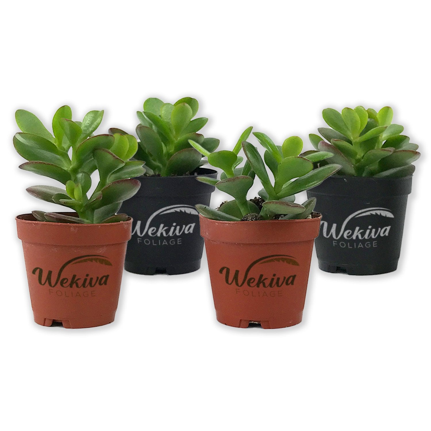 jade plant availability Wekiva Foliage Mini Leaf Jade Plant-4 Live Starter Plants in 2 in. Pots-Portulacaria Afra-Drought Tolerant Indoor Outdoor