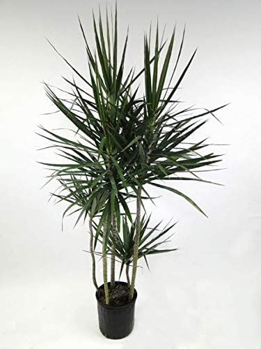 marginata cane dracaena plant Wekiva Foliage Dracaena Marginata Cane - Live Plant in a 10 Inch Pot - Dracaena Marginata