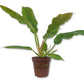 Philodendron Ring of Fire - Live Starter Plants in 2 Inch Pots - Exotic and Rare Indoor Houseplant - A Kaleidoscope of Colors