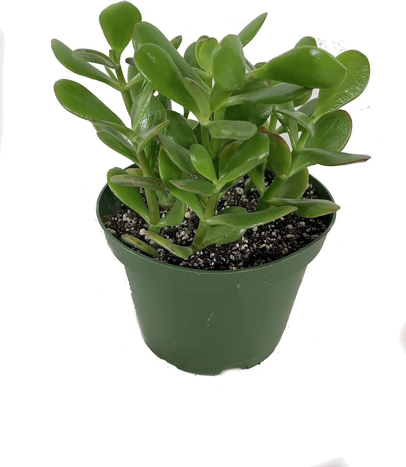 live jade plant near me Jade Plant - Live Plants in 6 Inch Pots - Crassula Ovata