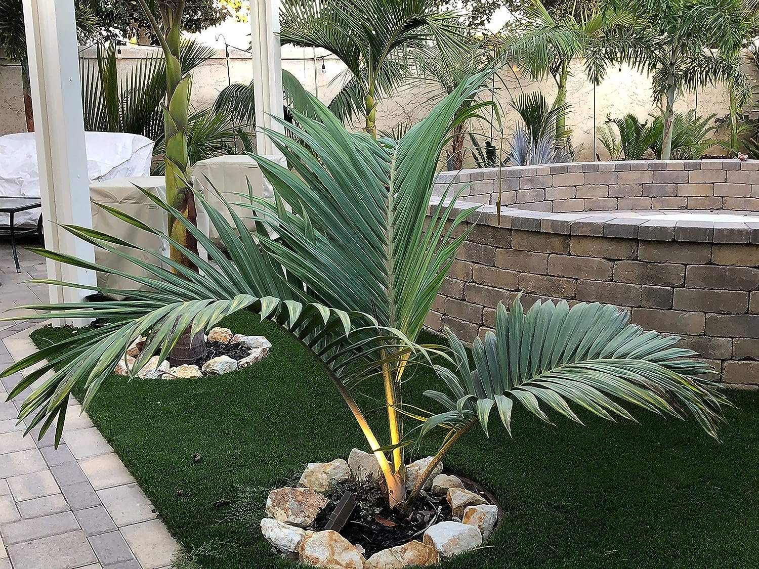 palm live plant Tindea Palm - Live Plants in 4 Inch Growers Pots - Kentiopsis Oliviformis
