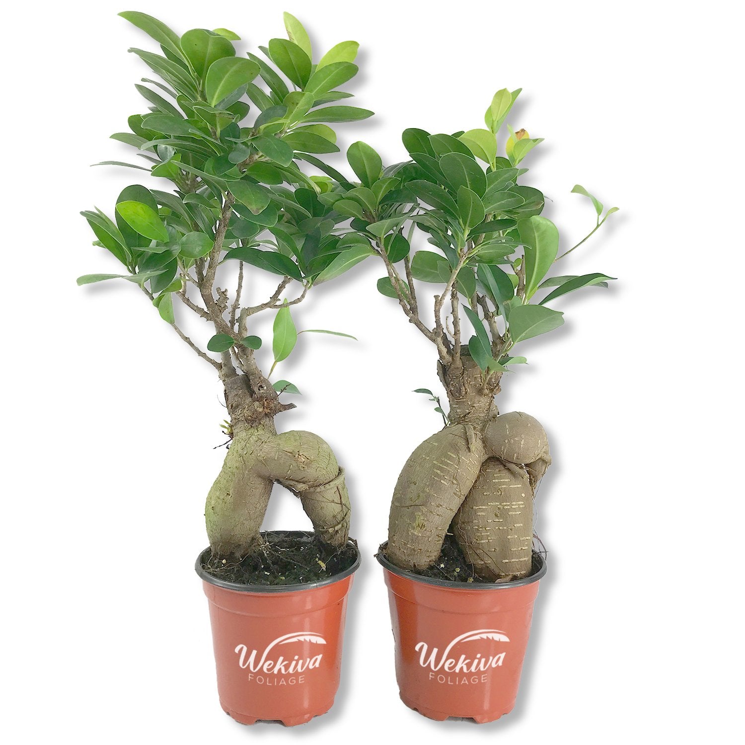 ficus microcarpa ginseng bonsai tree Wekiva Foliage Ginseng Ficus Tree-Live Plant in a 4 Inch Pot-Ficus Microcarpa-Beautiful Ornamental Bonsai Interior Tree