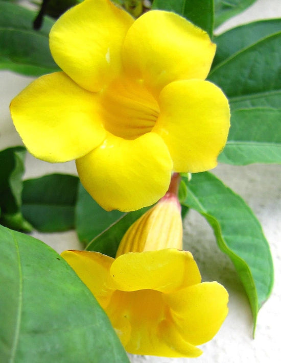 Yellow Mandevilla Plant with Hoop - Live Plant in a 6 Inch Pot - Florist Quality Flowering Easy Care Vine for The Patio and Garden (3 Plants)