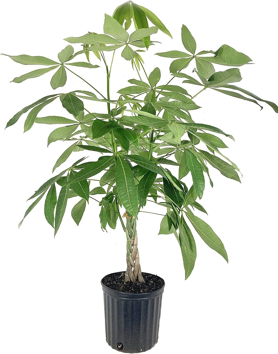 simple money tree Money Tree Braid - Live Plant in an 10 Inch Growers Pot - Pachira Aquatica