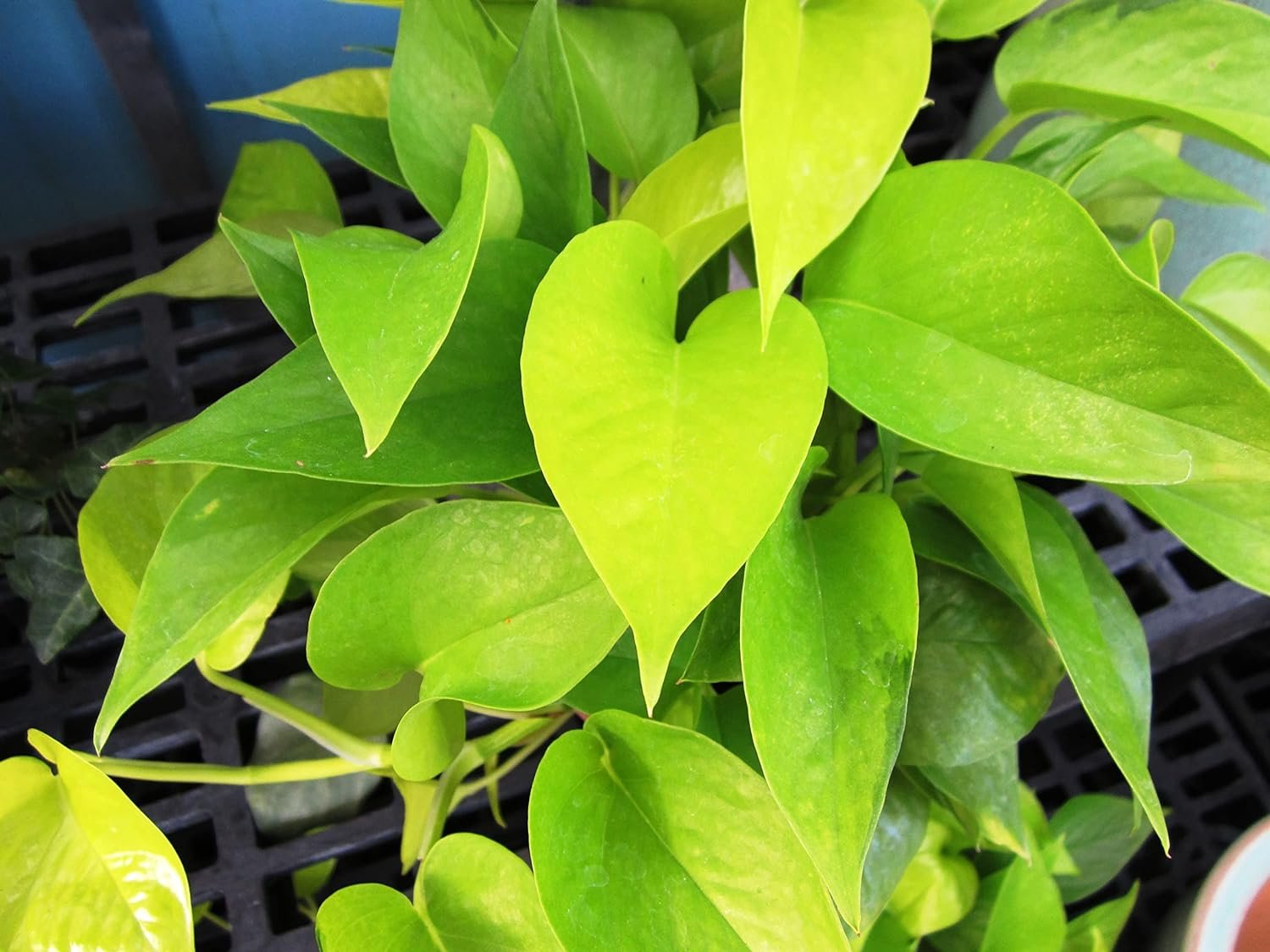 pothos 6 inch Wekiva Foliage Neon Pothos - Live Plant in a 6 Inch Pot - Epipremmum Aureum - Stunning Houseplant with Unique Foliage