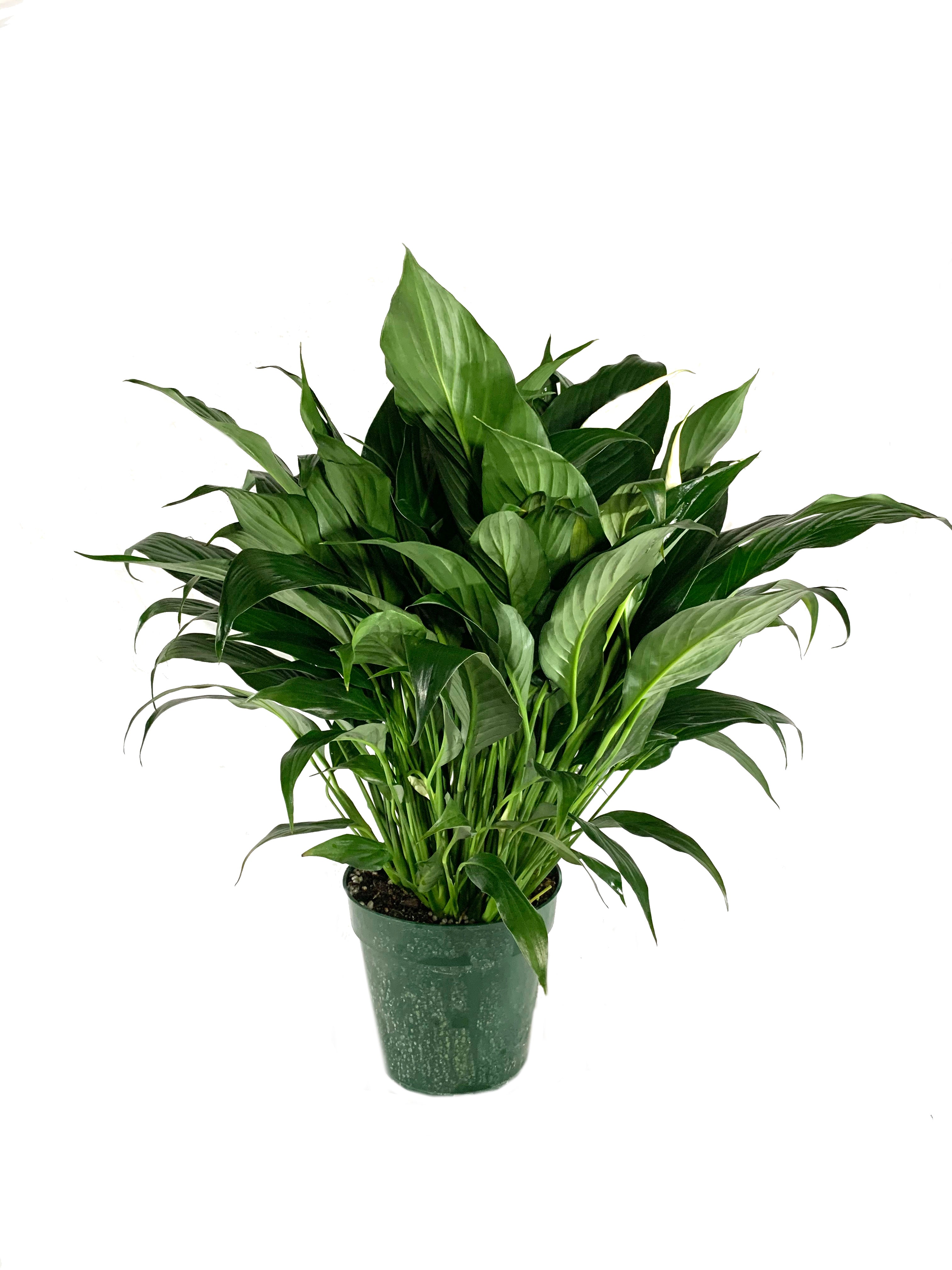 peace lily nz Peace Lily - Live Plant in a 6 Inch Pot - Spathiphyllum