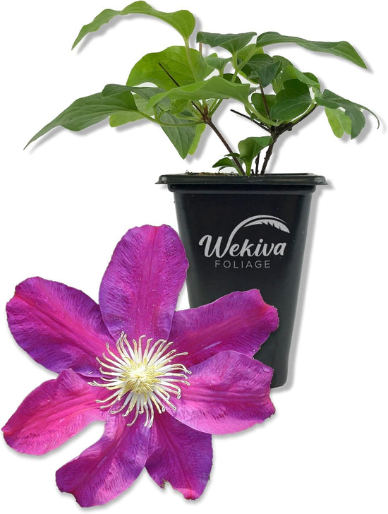 Clematis: How Much Sun