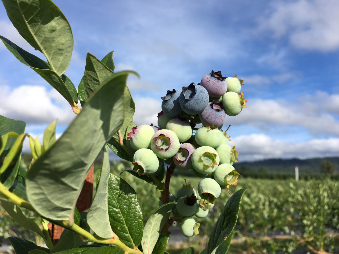 Do I Need Multiple Blueberry Plants for Better Pollination and Fruit Production?