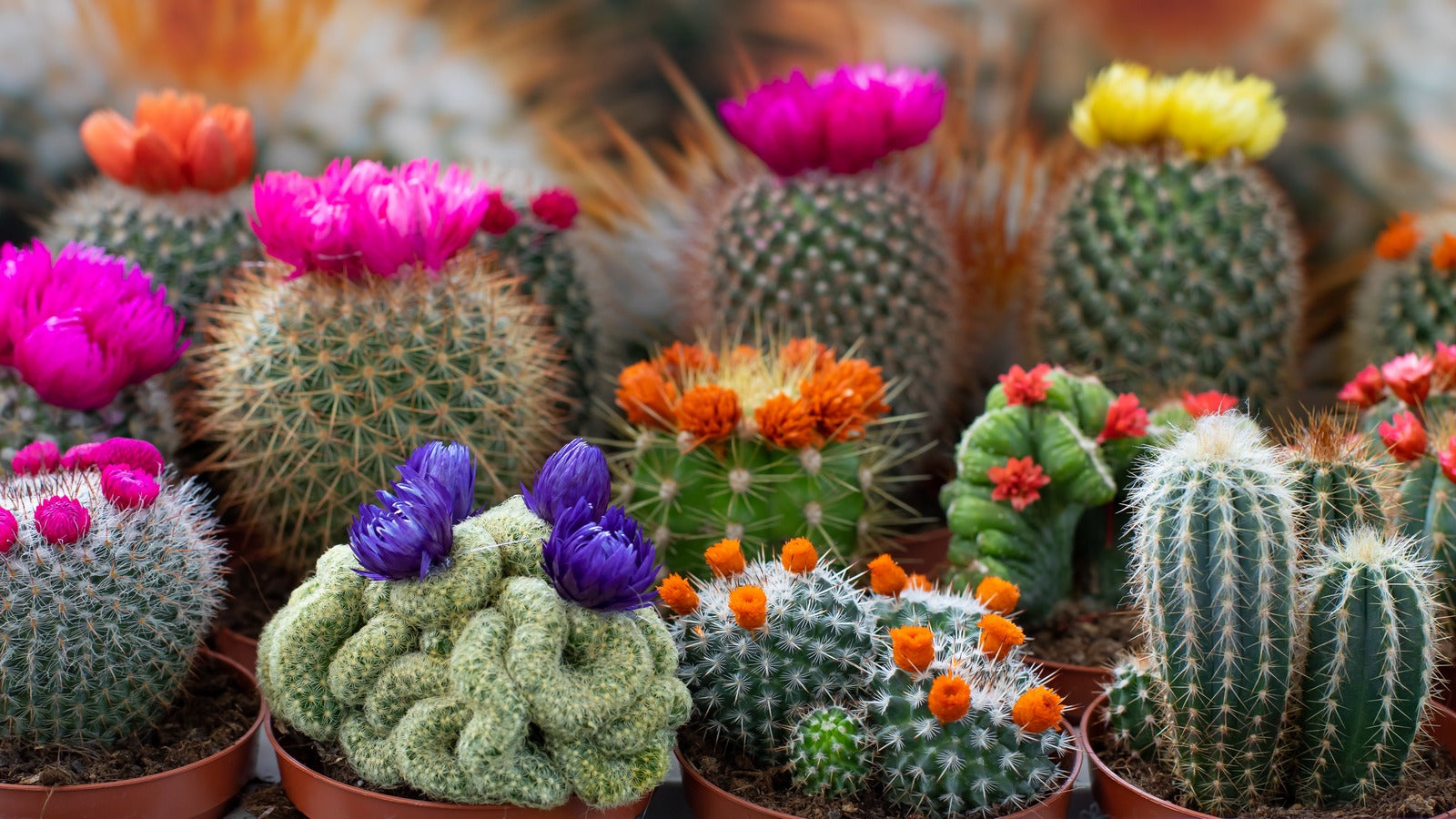 Cactic Cactus Potting Guide: Repotting and Caring for Cacti – Wekiva Foliage