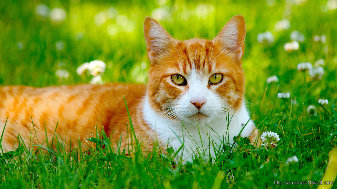 Are Clematis Poisonous to Cats?