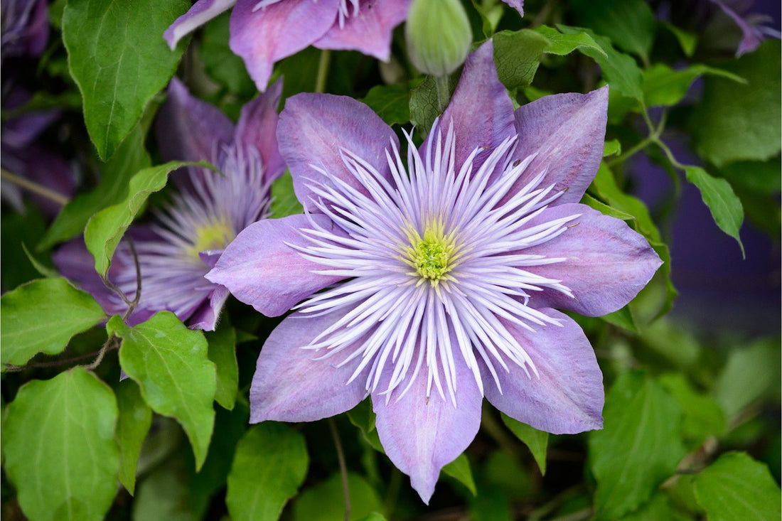 Clematis: How to Look After