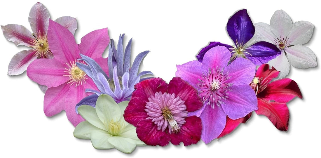 When is the Best Time to Plant Clematis Vines?