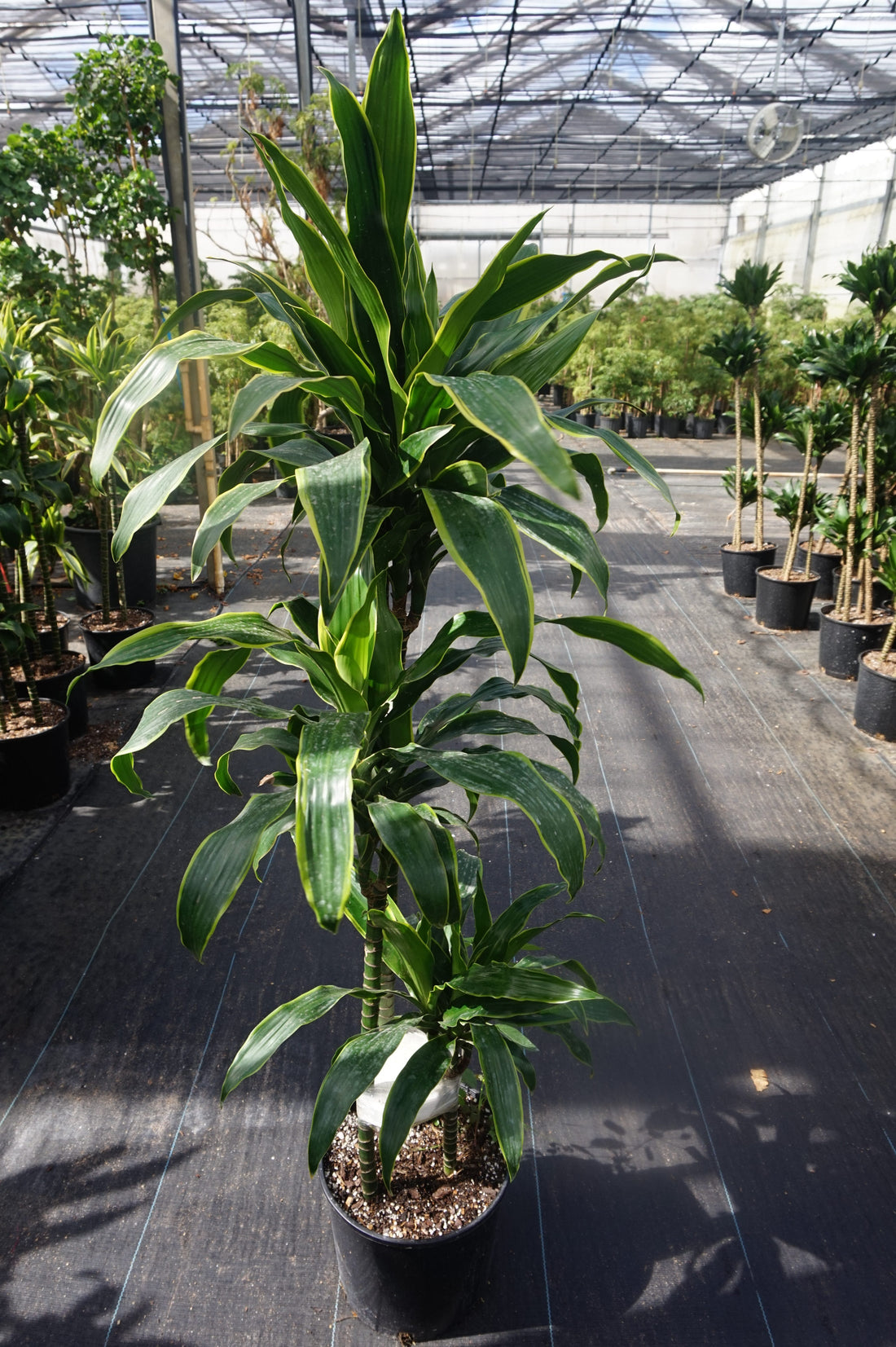 The Best Indoor Plants for Low Light