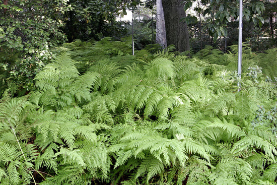 Transform Your Space: Top Ferns for Indoors and Outdoors