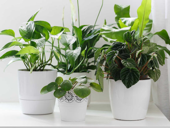 10 Essential Tips for Winter Houseplant Care You Can’t Ignore